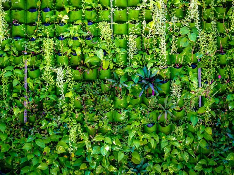 Vertical garden